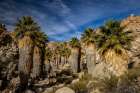 Lost Palms oasis in Joshua Tree National Park, California, USA Art Print